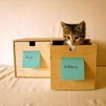 organize your kittens