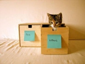 organize your kittens